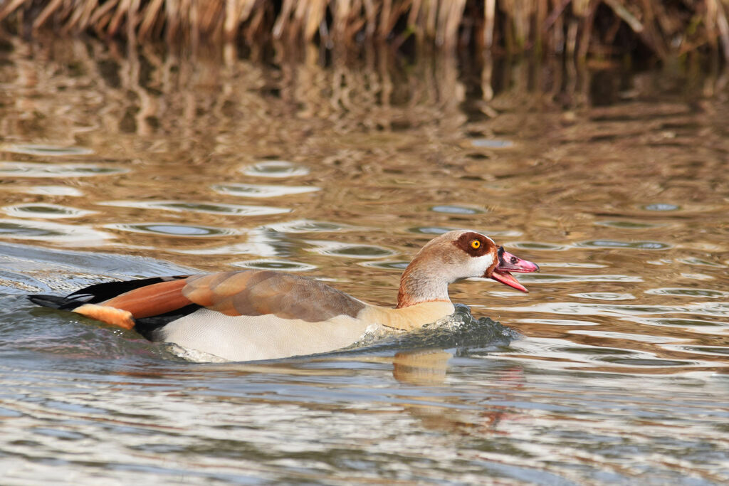 Egyptian Goose