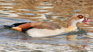 Egyptian Goose