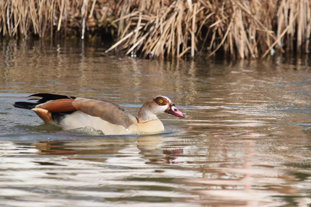 Egyptian Goose