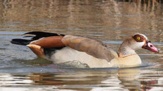 Egyptian Goose