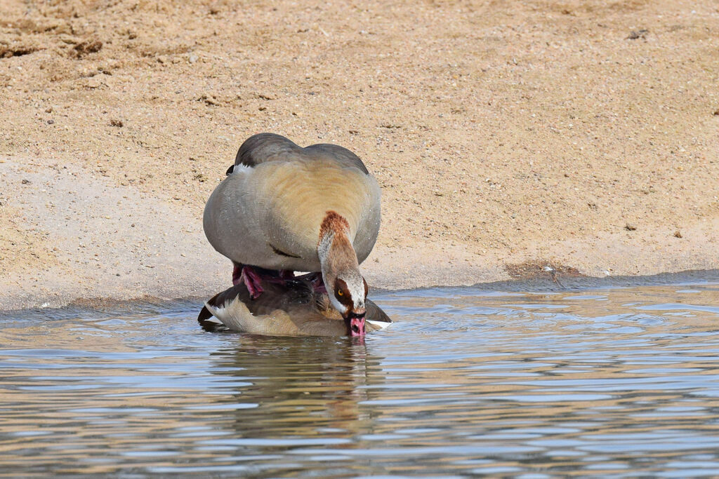 Egyptian Goose 