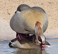 Egyptian Goose