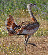 Great Bustard