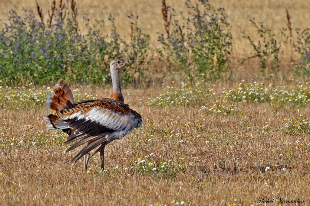 Great Bustard