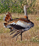 Great Bustard