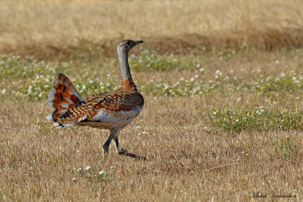 Great Bustard