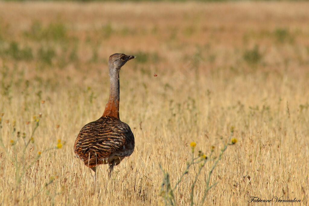 Great Bustard