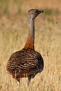 Great Bustard