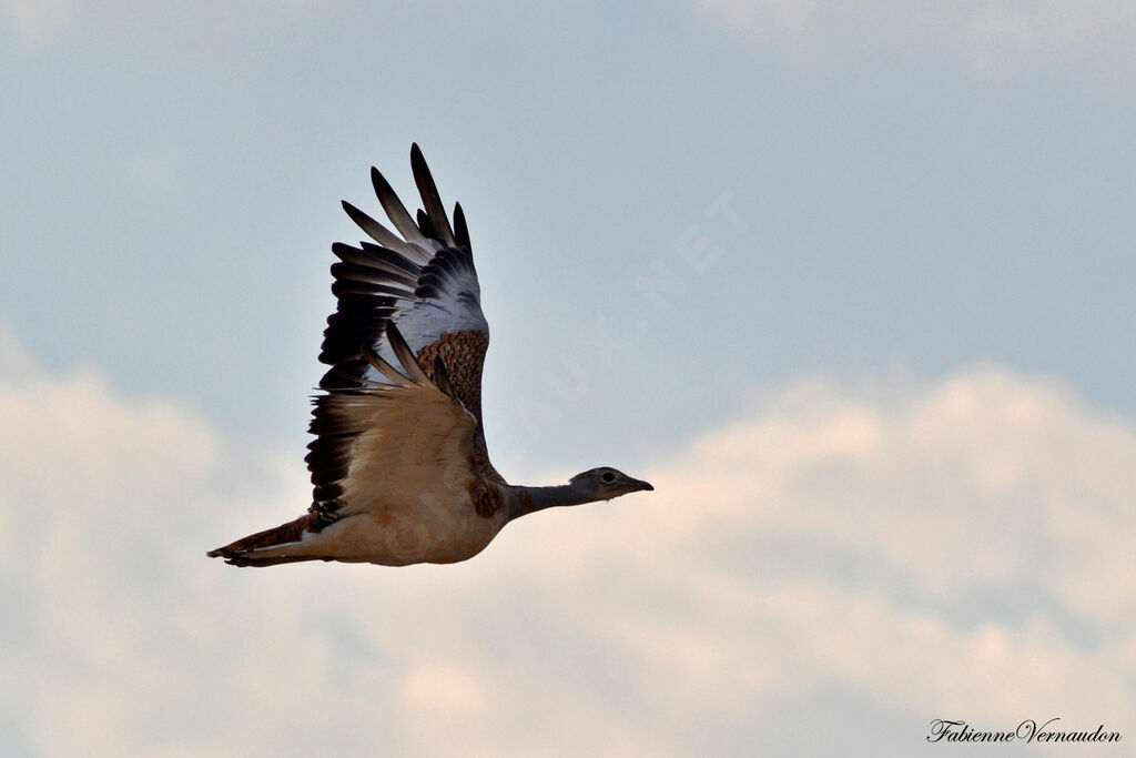 Great Bustard