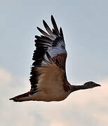 Great Bustard