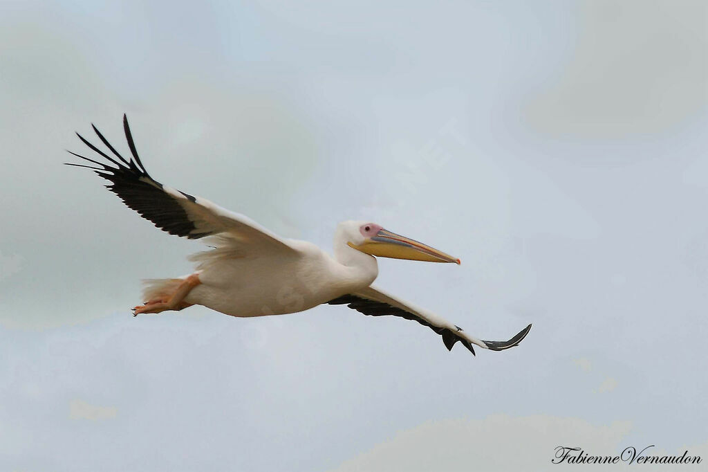 Great White Pelicanadult, Flight