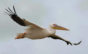 Great White Pelican