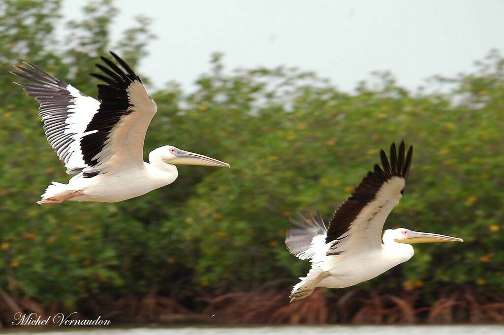 Great White Pelicanadult, Flight