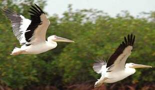 Great White Pelican