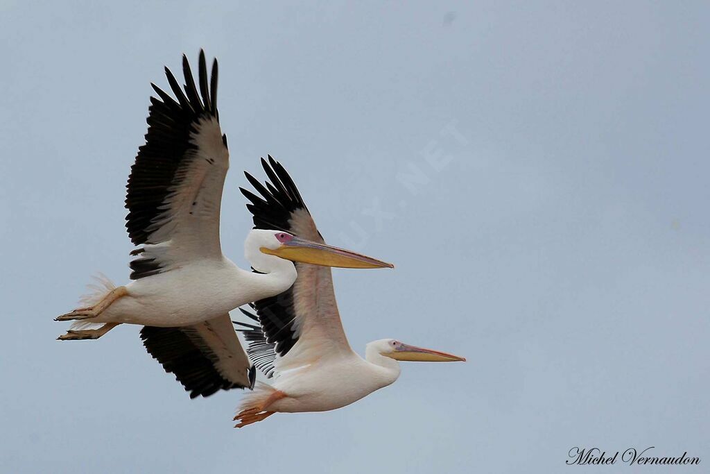 Great White Pelicanadult, Flight