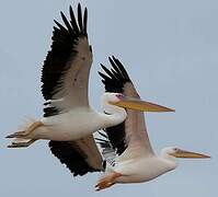 Great White Pelican