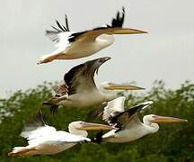 Great White Pelican