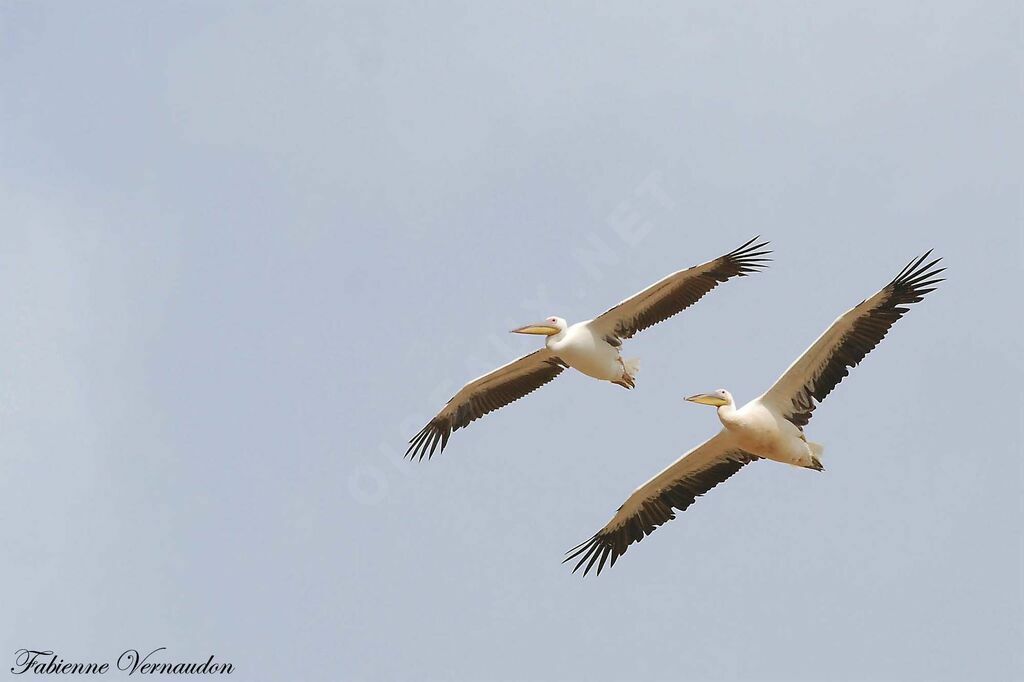 Great White Pelicanadult, Flight