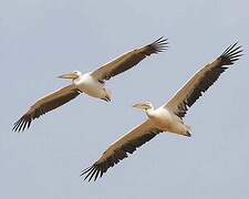 Great White Pelican