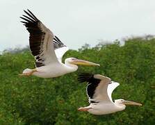 Great White Pelican