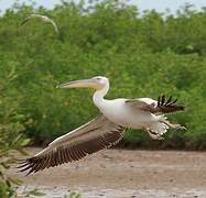 Great White Pelican