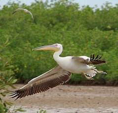 Pélican blanc