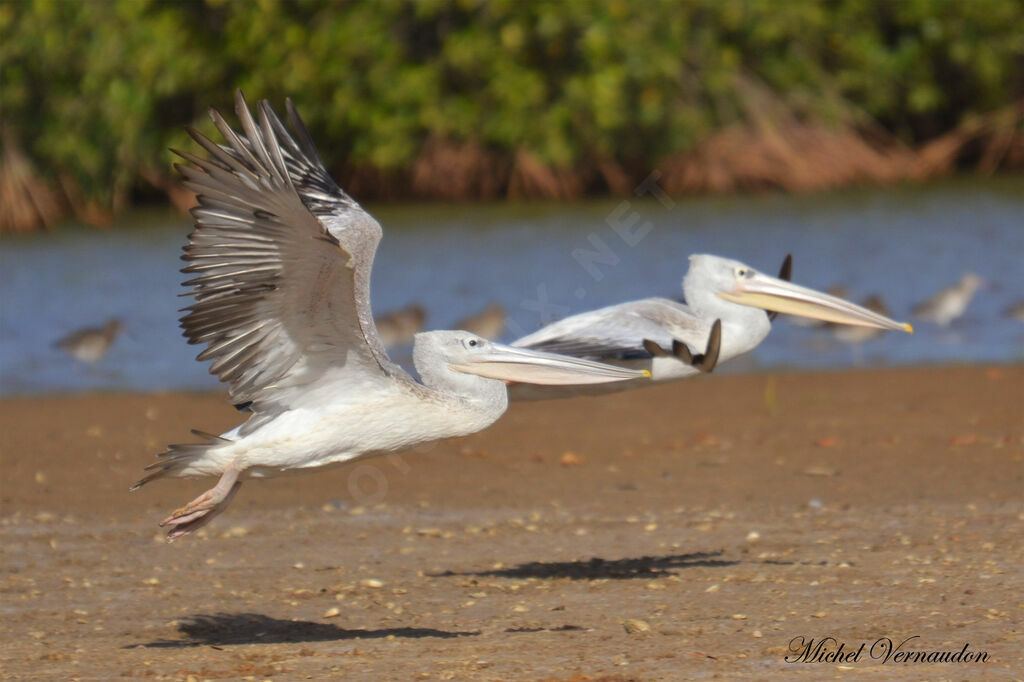 Pink-backed Pelicanadult, Flight