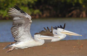 Pink-backed Pelican