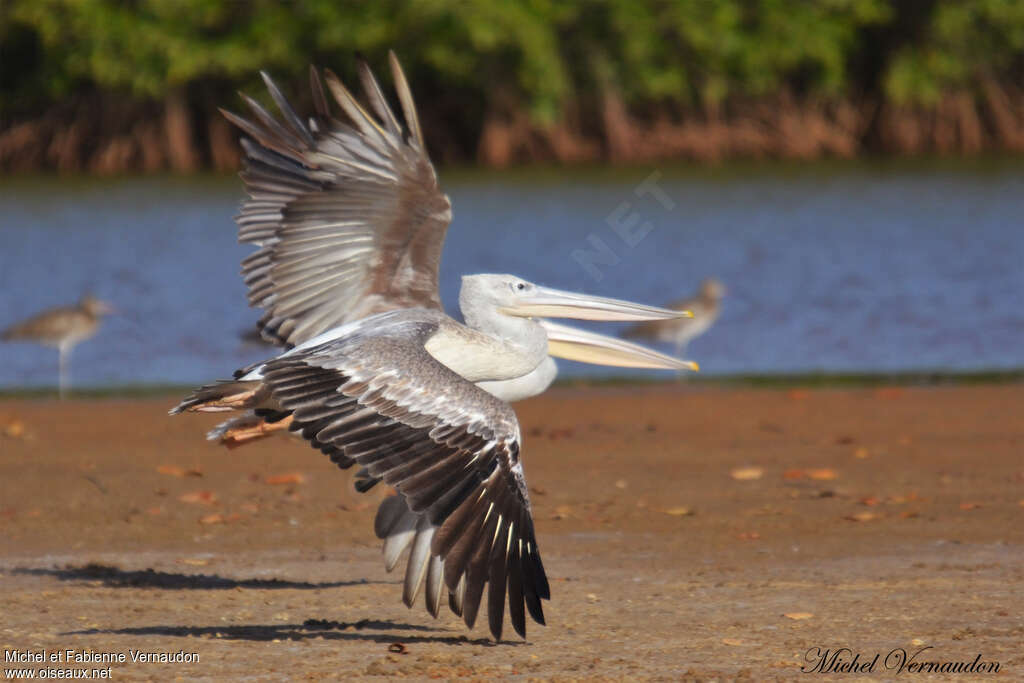Pink-backed Pelicanimmature, pigmentation, Flight
