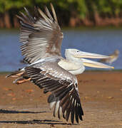 Pink-backed Pelican