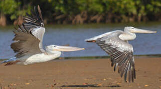 Pink-backed Pelican