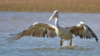 Pink-backed Pelican