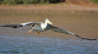 Pink-backed Pelican