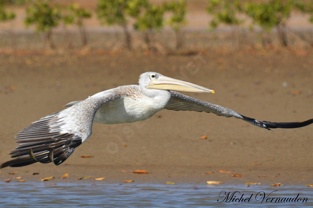 Pink-backed Pelicanadult, Flight