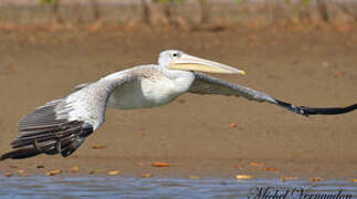 Pink-backed Pelican