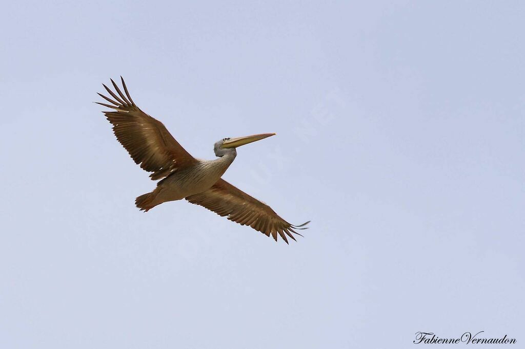 Pink-backed Pelicanadult, Flight