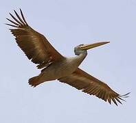 Pink-backed Pelican