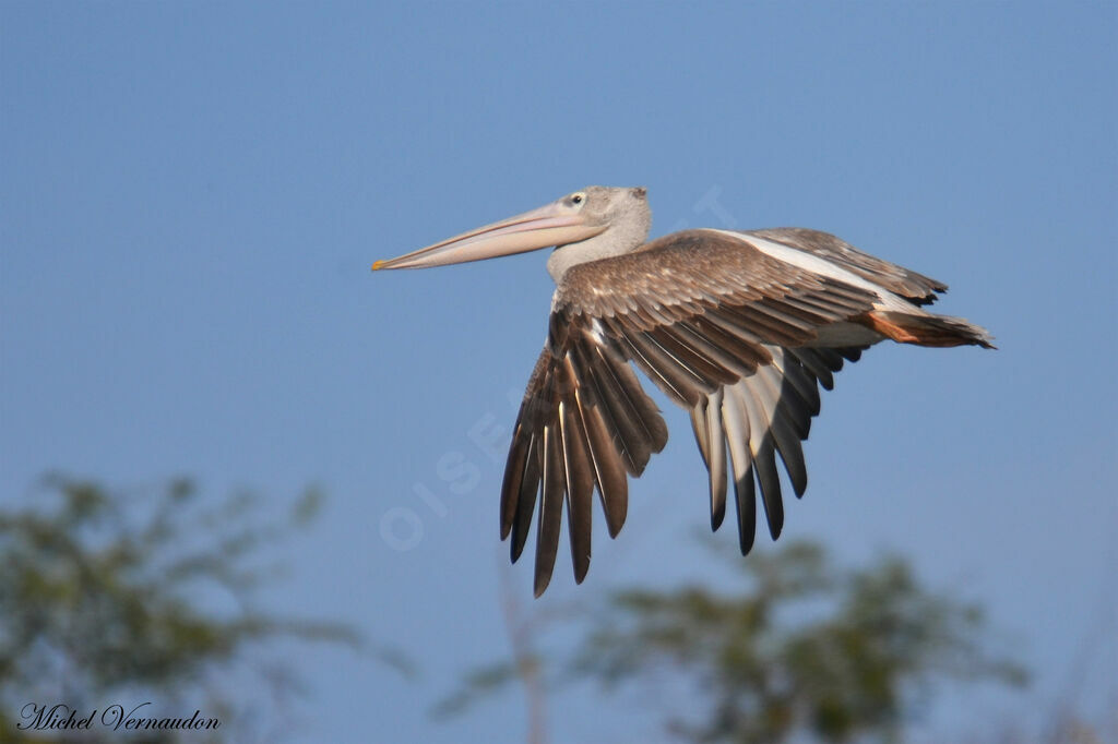 Pink-backed Pelicanadult, Flight