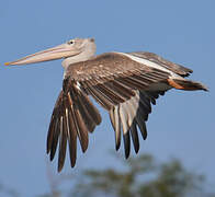 Pink-backed Pelican