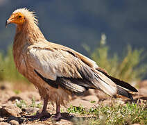 Egyptian Vulture