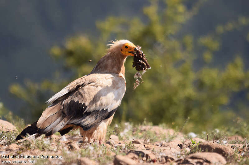 Egyptian Vultureadult, feeding habits, eats