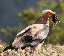 Egyptian Vulture