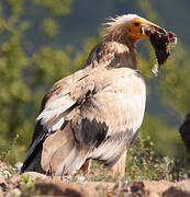 Egyptian Vulture