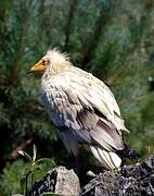 Egyptian Vulture