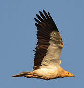 Egyptian Vulture