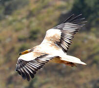 Egyptian Vulture