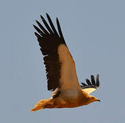 Egyptian Vulture