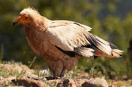 Egyptian Vulture