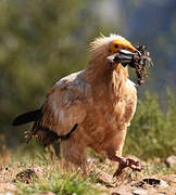 Egyptian Vulture