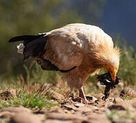 Egyptian Vulture